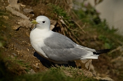 David Plant Photography - Wildlife Photography - Kittiwake - B